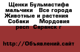 Щенки Бульмастифа мальчики - Все города Животные и растения » Собаки   . Мордовия респ.,Саранск г.